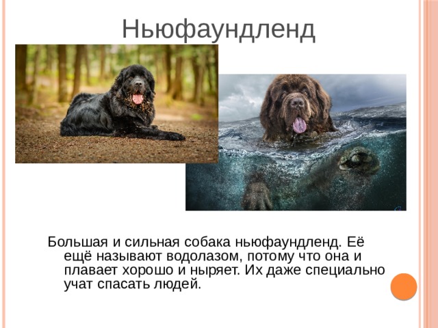 Ньюфаундленд Большая и сильная собака ньюфаундленд. Её ещё называют водолазом, потому что она и плавает хорошо и ныряет. Их даже специально учат спасать людей. 