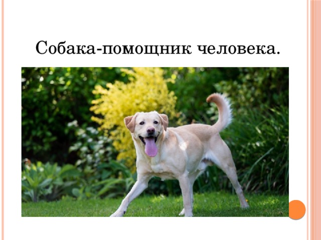 Собака-помощник человека. 