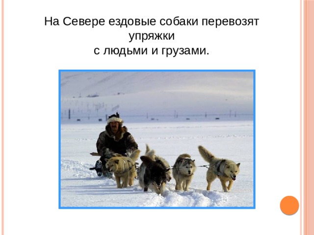 На Севере ездовые собаки перевозят упряжки с людьми и грузами. 