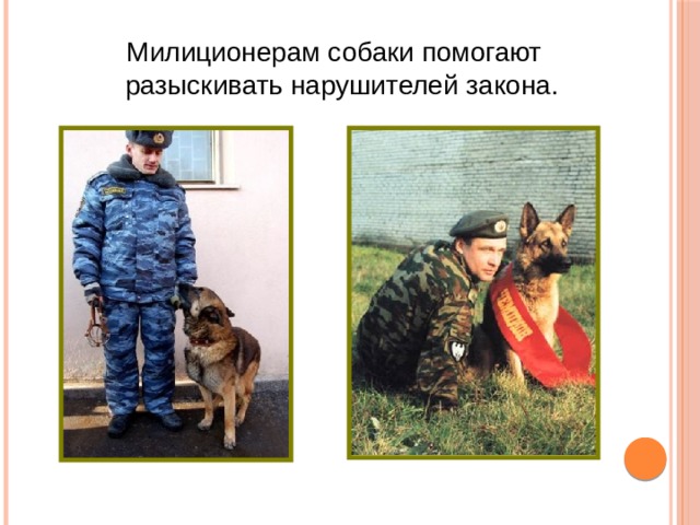 Милиционерам собаки помогают  разыскивать нарушителей закона. 