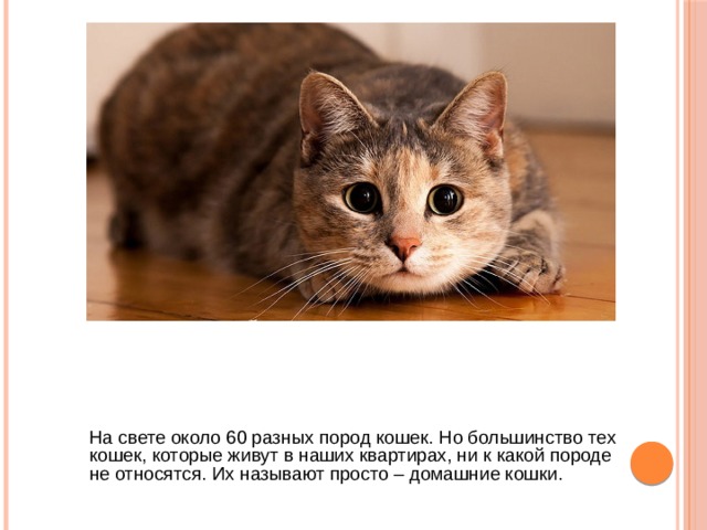  На свете около 60 разных пород кошек. Но большинство тех кошек, которые живут в наших квартирах, ни к какой породе не относятся. Их называют просто – домашние кошки.   