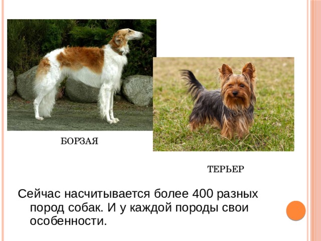 БОРЗАЯ ТЕРЬЕР Сейчас насчитывается более 400 разных пород собак. И у каждой породы свои особенности. 