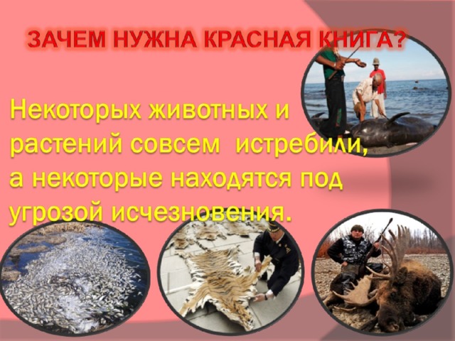 Некоторых животных и растений совсем истребили, а некоторые находятся под угрозой исчезновения.   