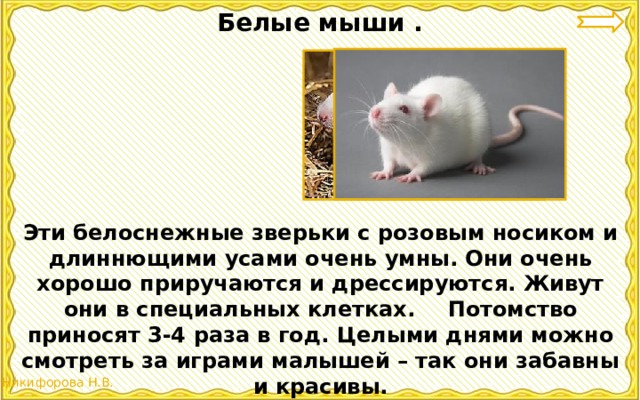 Белые мыши . Эти белоснежные зверьки с розовым носиком и длиннющими усами очень умны. Они очень хорошо приручаются и дрессируются. Живут они в специальных клетках.  Потомство приносят 3-4 раза в год. Целыми днями можно смотреть за играми малышей – так они забавны и красивы. 