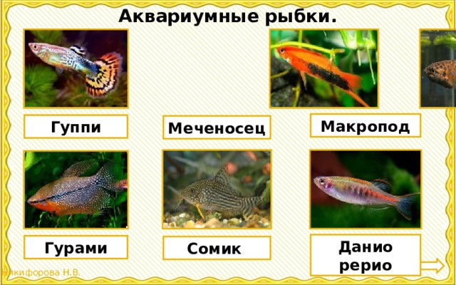 Аквариумные рыбки. Макропод Гуппи Меченосец Данио рерио Гурами Сомик 