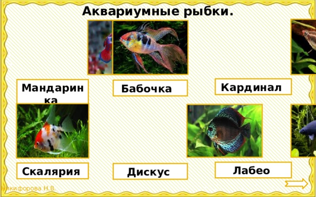 Аквариумные рыбки. Кардинал Мандаринка Бабочка Лабео Скалярия Дискус 
