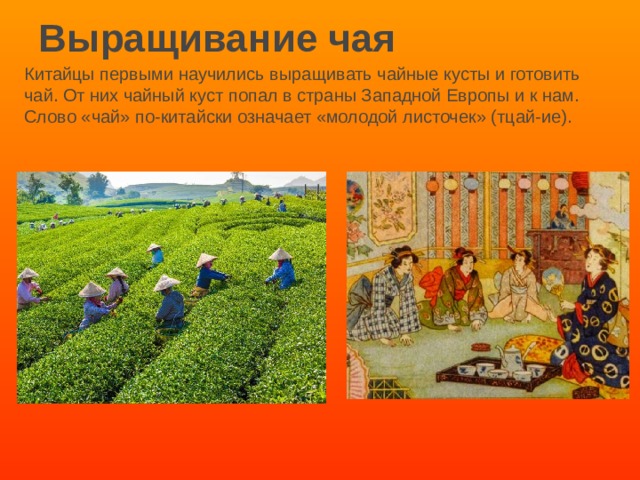 Выращивание чая презентация