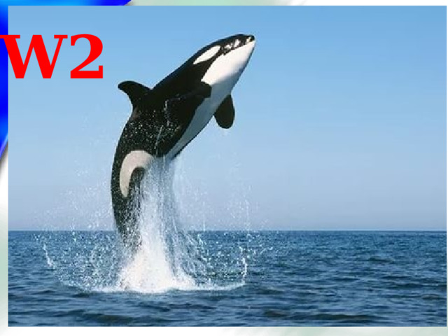 W2 