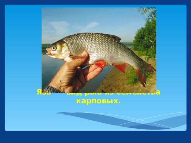 Язь  — вид рыб из семейства карповых.