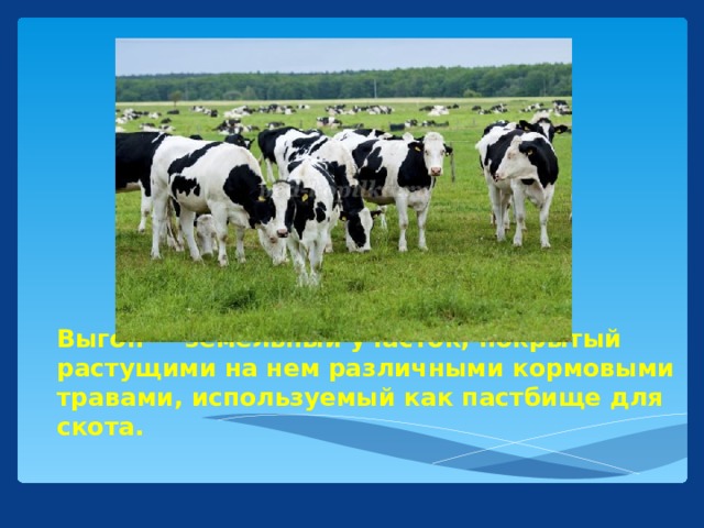 Выгон — земельный участок, покрытый растущими на нем различными кормовыми травами, используемый как пастбище для скота.