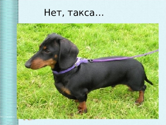 Нет, такса…