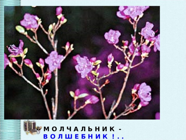 М О Л Ч А Л Ь Н И К - В О Л Ш Е Б Н И К  ! . .