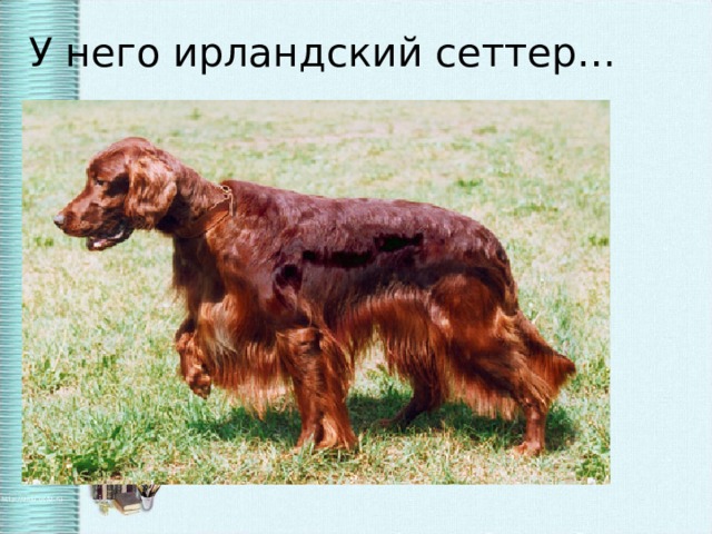 У него ирландский сеттер…