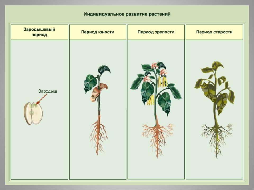 Схема онтогенеза растений