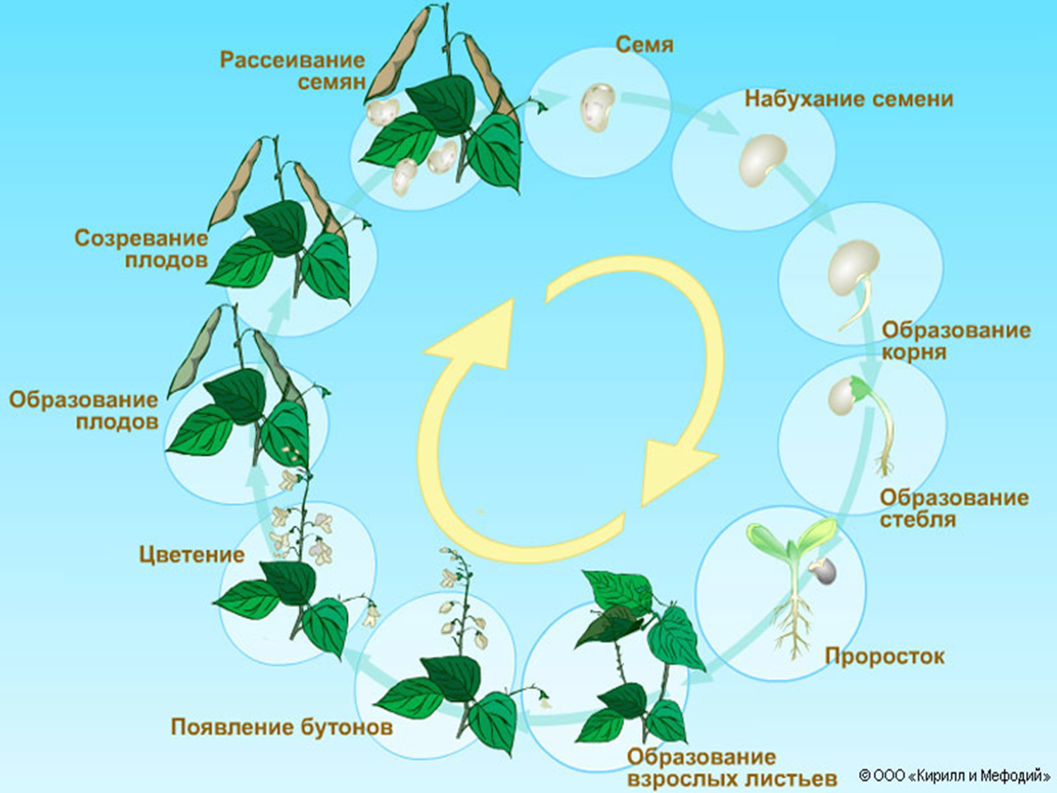 Развитие растений. Стадии развития растений. Стадии развития цветка. Этапы развития растения из семени.
