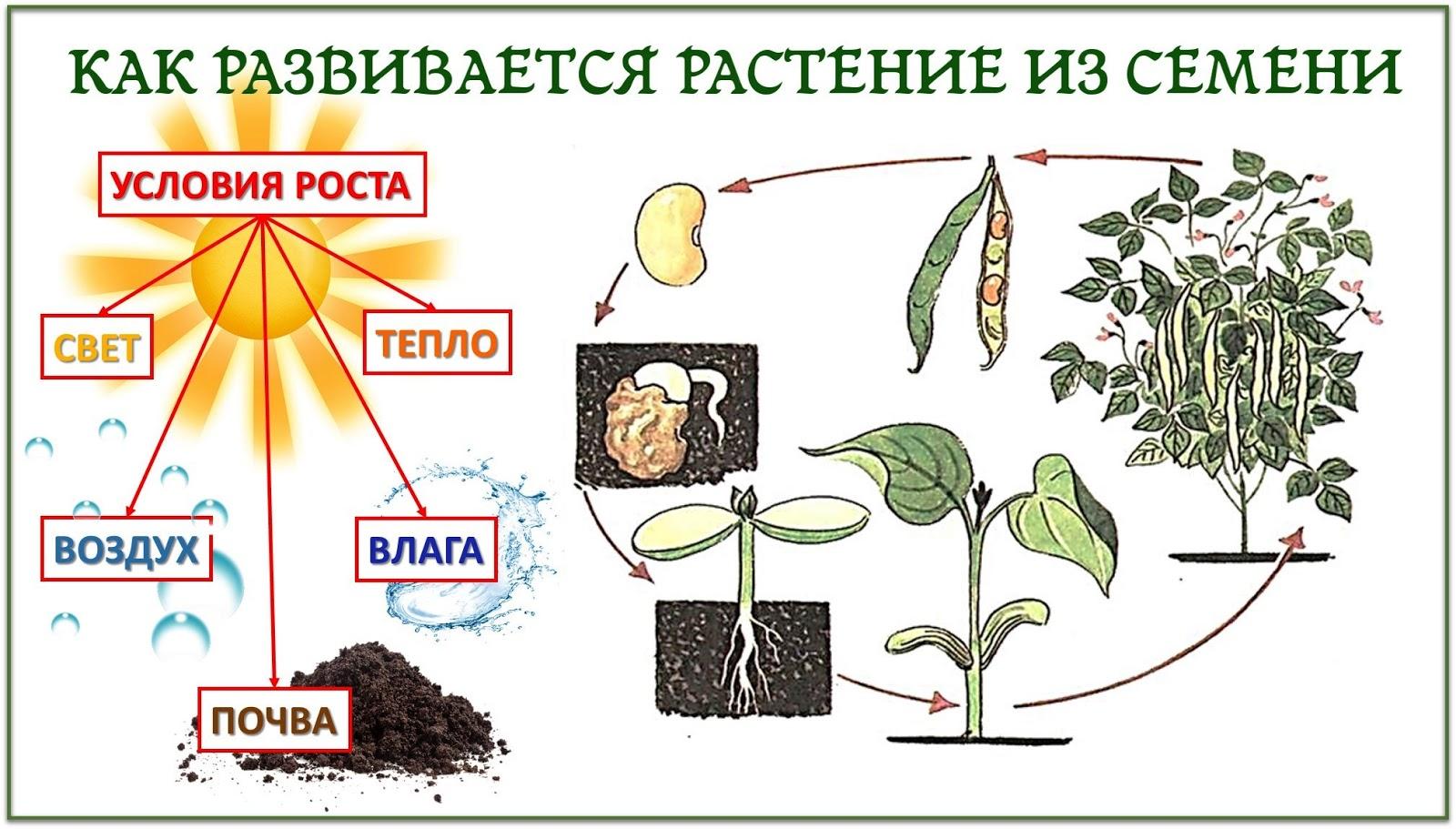 Развитие растения из семени