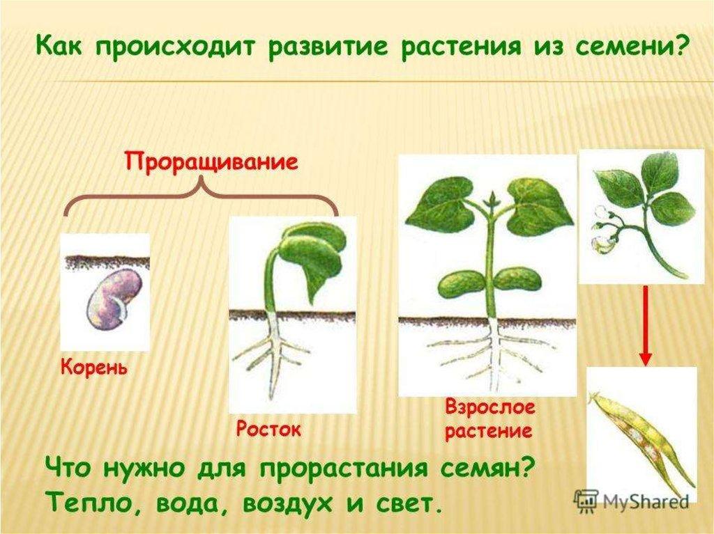 Картинки развитие растения из семени