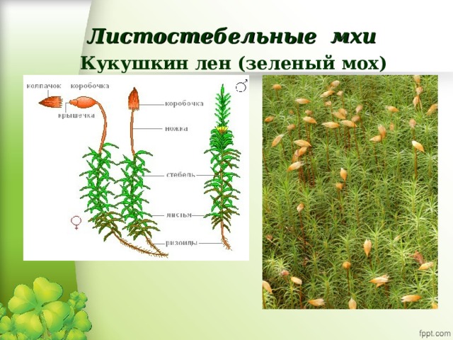 Листостебельные мхи Кукушкин лен (зеленый мох) 