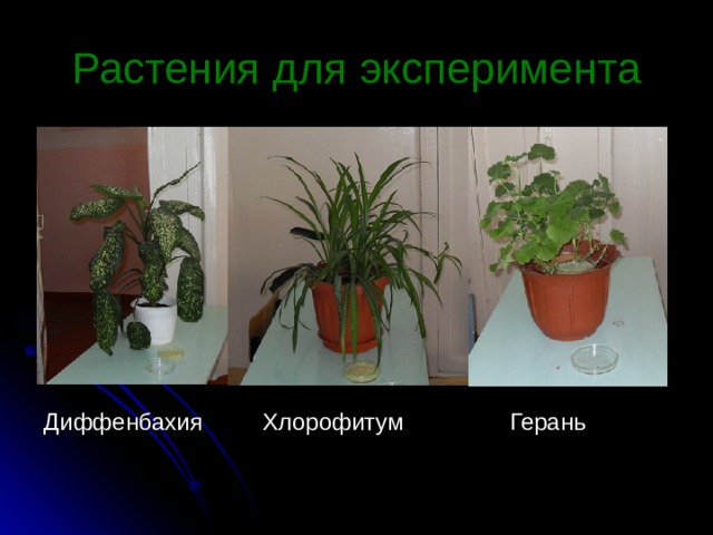 Растения для эксперимента Диффенбахия Хлорофитум Герань 