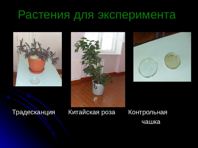 Растения для эксперимента Традесканция Китайская роза Контрольная  чашка 