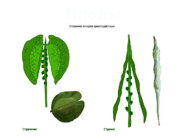 Плод стручок рисунок