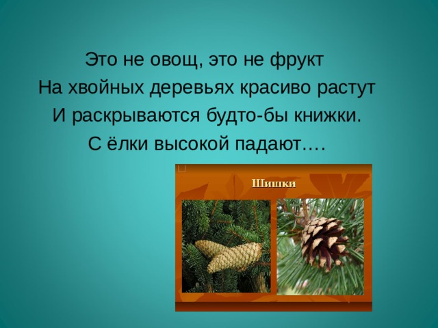 Это не овощ, это не фрукт  На хвойных деревьях красиво растут  И раскрываются будто-бы книжки.  С ёлки высокой падают….   