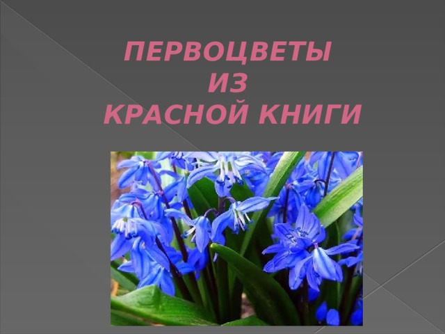 Первоцветы презентация. Презентация первоцветы для дошкольников. Презентация первоцвет 3 класс ключи от лета в лесу. Родное Забайкалье тема первоцветы Забайкаловедение 3 класс читать.