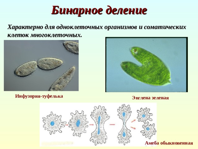 Бинарное деление  Характерно для одноклеточных организмов и соматических клеток многоклеточных. Инфузория-туфелька Эвглена зеленая  Амеба обыкновенная 