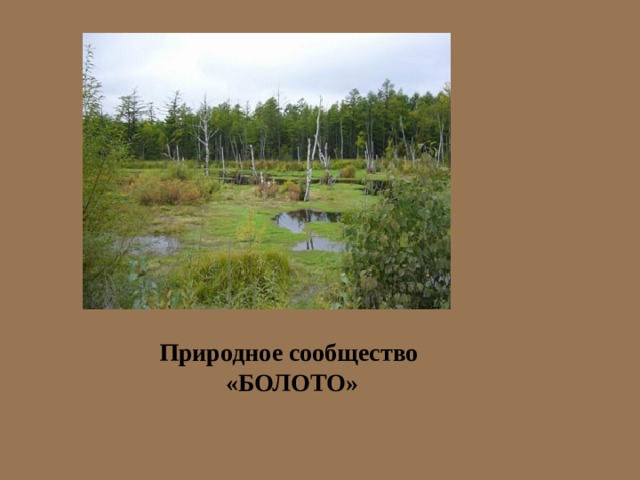 Болотное природное сообщество. Природное сообщество болото. Природное сообщество болото для презентации. Природное сообщество болото 5 класс. Природное сообщество болото рисунок.