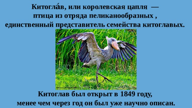 Китогла́в, или королевская цапля  —  птица из отряда пеликанообразных ,  единственный представитель семейства китоглавых.  Китоглав был открыт в 1849 году, менее чем через год он был уже научно описан.