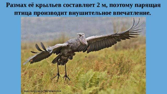 Размах её крыльев составляет 2 м, поэтому парящая птица производит внушительное впечатление.