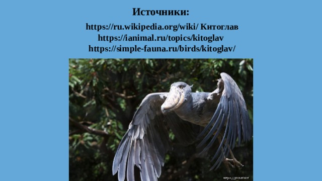 Источники:   https://ru.wikipedia.org/wiki/ Китоглав  https://ianimal.ru/topics/kitoglav  https://simple-fauna.ru/birds/kitoglav/