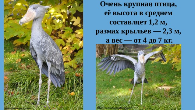 Очень крупная птица,  её высота в среднем  составляет 1,2 м,  размах крыльев — 2,3 м,  а вес — от 4 до 7 кг.