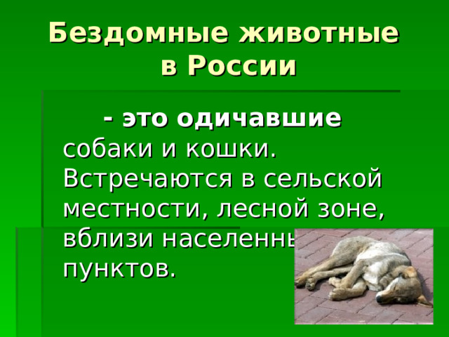 Бездомные животные  в России  - это одичавшие собаки и кошки. Встречаются в сельской местности, лесной зоне, вблизи населенных пунктов. 