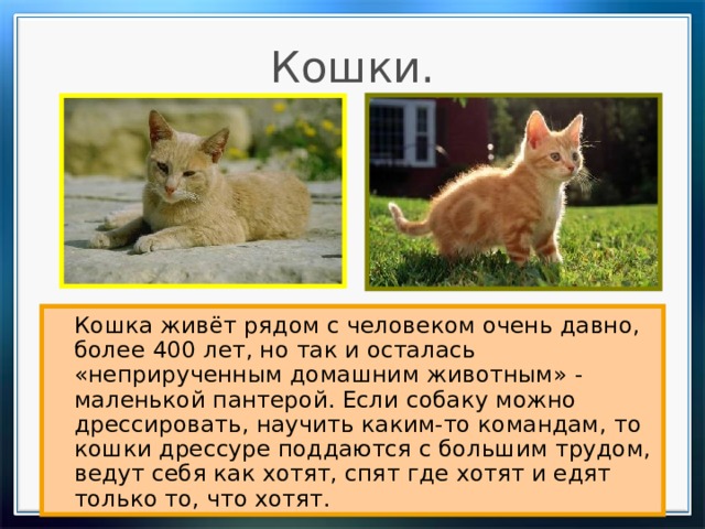 Кошки.   Кошка живёт рядом с человеком очень давно, более 400 лет, но так и осталась «неприрученным домашним животным» - маленькой пантерой. Если собаку можно дрессировать, научить каким-то командам, то кошки дрессуре поддаются с большим трудом, ведут себя как хотят, спят где хотят и едят только то, что хотят. 