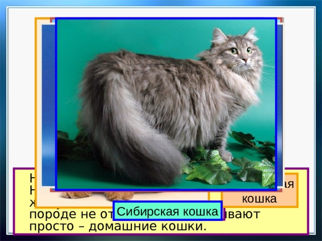   На свете около 60 разных пород кошек. Но большинство тех кошек, которые живут в наших квартирах, ни к какой породе не относятся. Их называют просто – домашние кошки. Персидская кошка Обычная домашняя кошка Сиамская кошка Русская голубая Сибирская кошка 