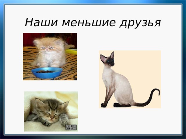 Наши меньшие друзья  