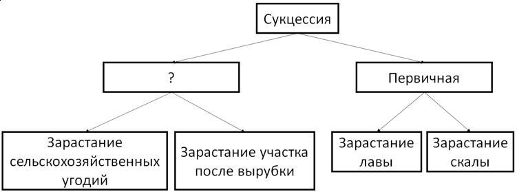 Виды сукцессии схема