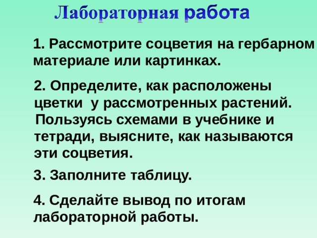 Лабораторная соцветия 6 класс. Лабораторная работа по теме соцветия. Соцветия лабораторная работа 6 класс. Лабораторная работа по биологии соцветия. Лабораторная работа по теме соцветия 6 класс.