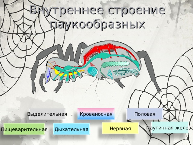 Характеристика класса паукообразные