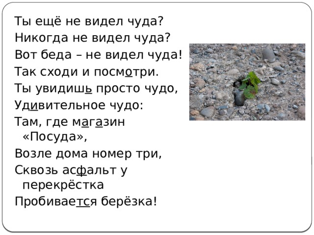 Ты ещё не видел чуда? Никогда не видел чуда? Вот беда – не видел чуда! Так сходи и посм о три. Ты увидиш ь просто чудо, Уд и вительное чудо: Там, где м а г а зин «Посуда», Возле дома номер три, Сквозь ас ф альт у перекрёстка Пробивае тс я берёзка! 