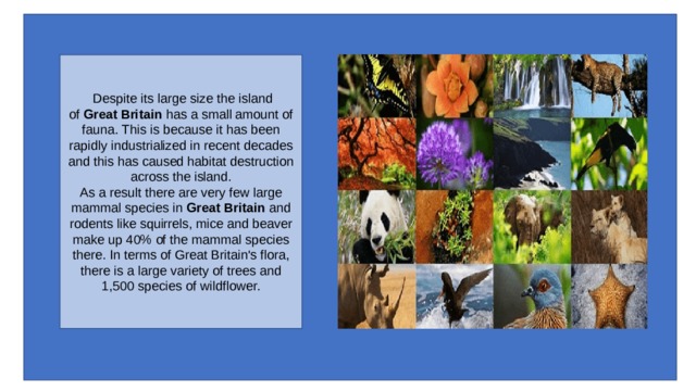   Despite its large size the island of  Great Britain  has a small amount of fauna. This is because it has been rapidly industrialized in recent decades and this has caused habitat destruction across the island.  As a result there are very few large mammal species in  Great Britain  and rodents like squirrels, mice and beaver make up 40% of the mammal species there. In terms of Great Britain's flora, there is a large variety of trees and 1,500 species of wildflower. 