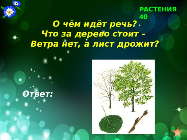 РАСТЕНИЯ 40 О чём идёт речь? Что за дерево стоит – Ветра нет, а лист дрожит? Ответ: 