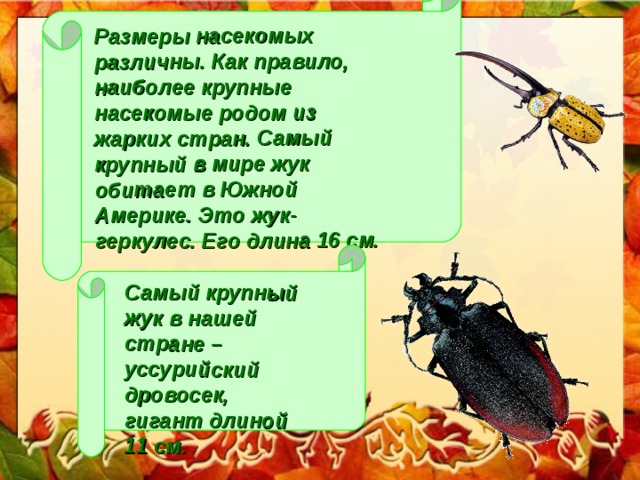 На уроке биологии дети отметили на диаграмме длину насекомых в миллиметрах