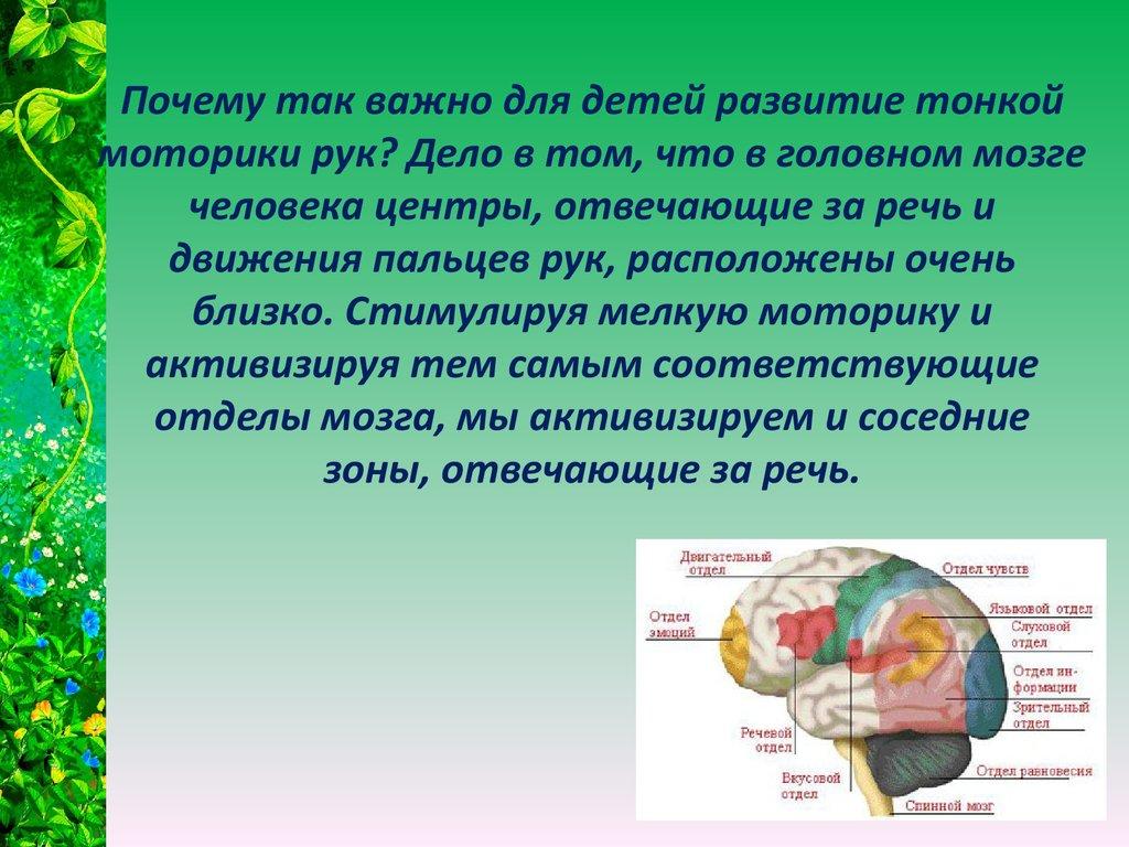 Руки развивают мозг. Отделы мозга,отвечающие за моторику. Мелкая моторика и мозг. Зона мозга отвечающая за речь и моторика. Мелкая моторика и речь в мозге.