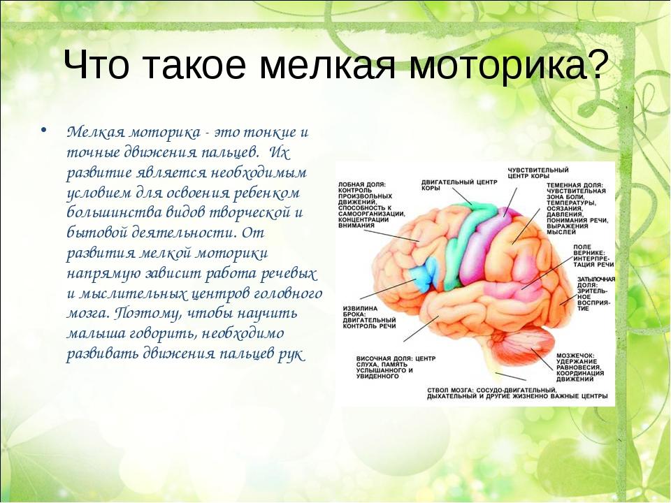 Развитие крупной. Мелкая моторика и мозг. Мелкая моторика рук и мозг. Мелкая моторика влияет на мозг. Мелкая моторика и мозг ребенка.