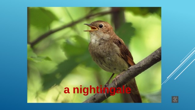 a nightingale 