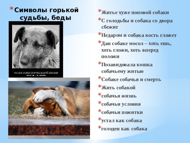 Символы горькой судьбы, беды Житье хуже поповой собаки С голодьбы и собака со двора сбежит Недаром и собака кость гложет Дан собаке мосол – хоть ешь, хоть гложи, хоть вперед положи Позавидовала кошка собачьему житью Собаке собачья и смерть  Жить собакой собачья жизнь собачьи условия собачьи пожитки устал как собака голоден как собака 