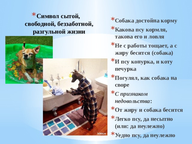 Символ сытой, свободной, беззаботной, разгульной жизни Собака достойна корму Какова псу кормля, такова его и ловля Не с работы тощает, а с жиру бесится (собака) И псу конурка, и коту печурка Погулял, как собака на своре  С признаком недовольства : От жиру и собака бесится Легко псу, да несытно (или: да неулежно) Уедно псу, да неулежно 