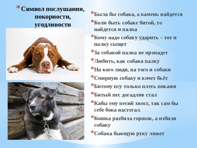 Dogs текст